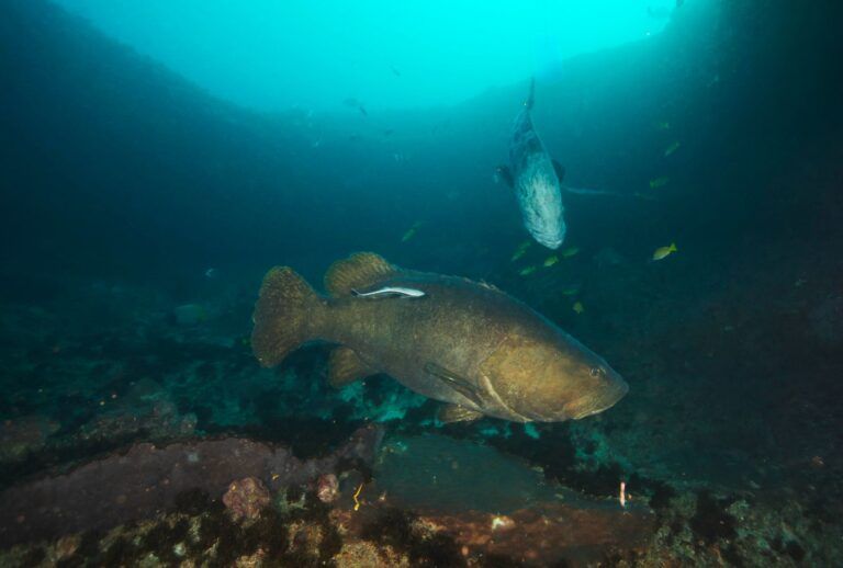 Brindle Bass Hunt