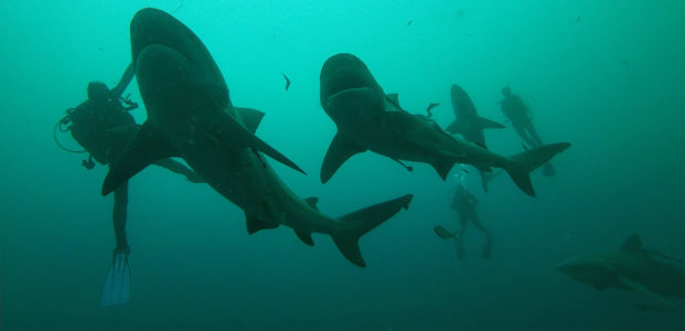Close Encounter Dives with Apex Predators