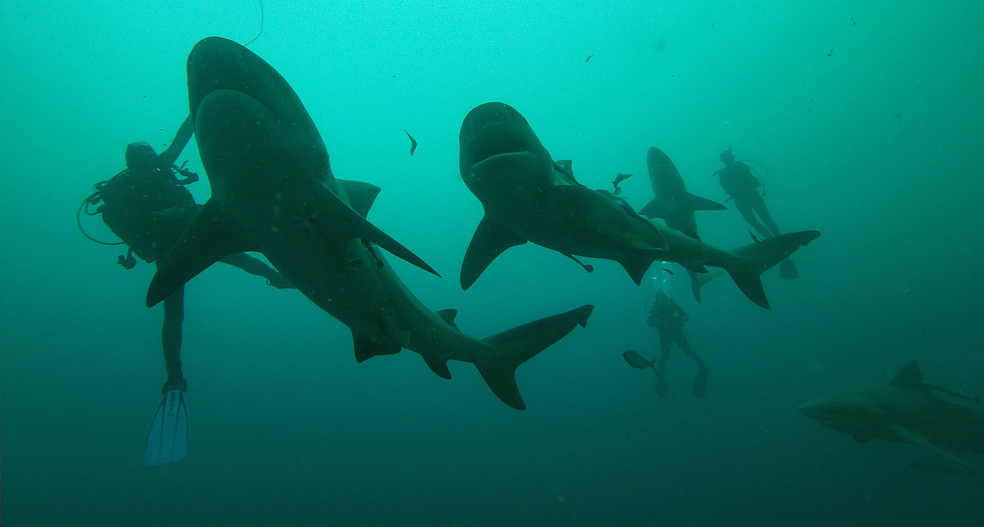 Close Encounter Dives with Apex Predators