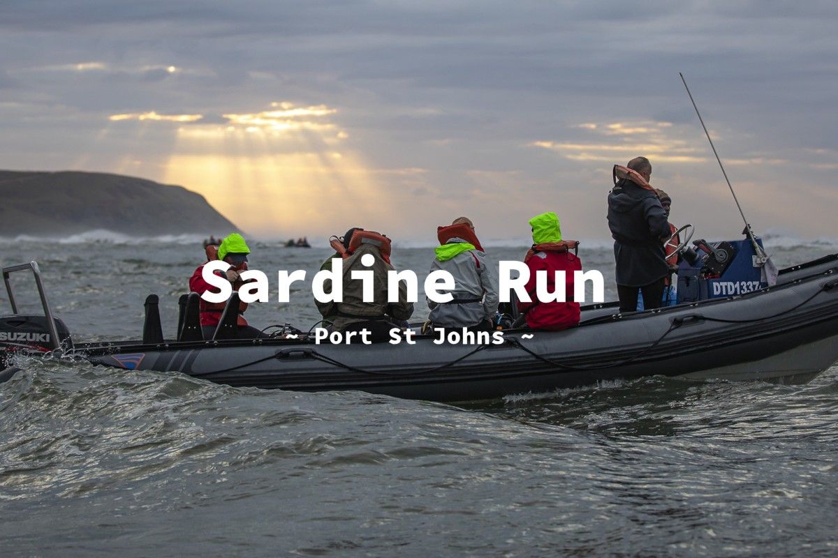 Sardine Run 2026 in Port St Johns, South Africa