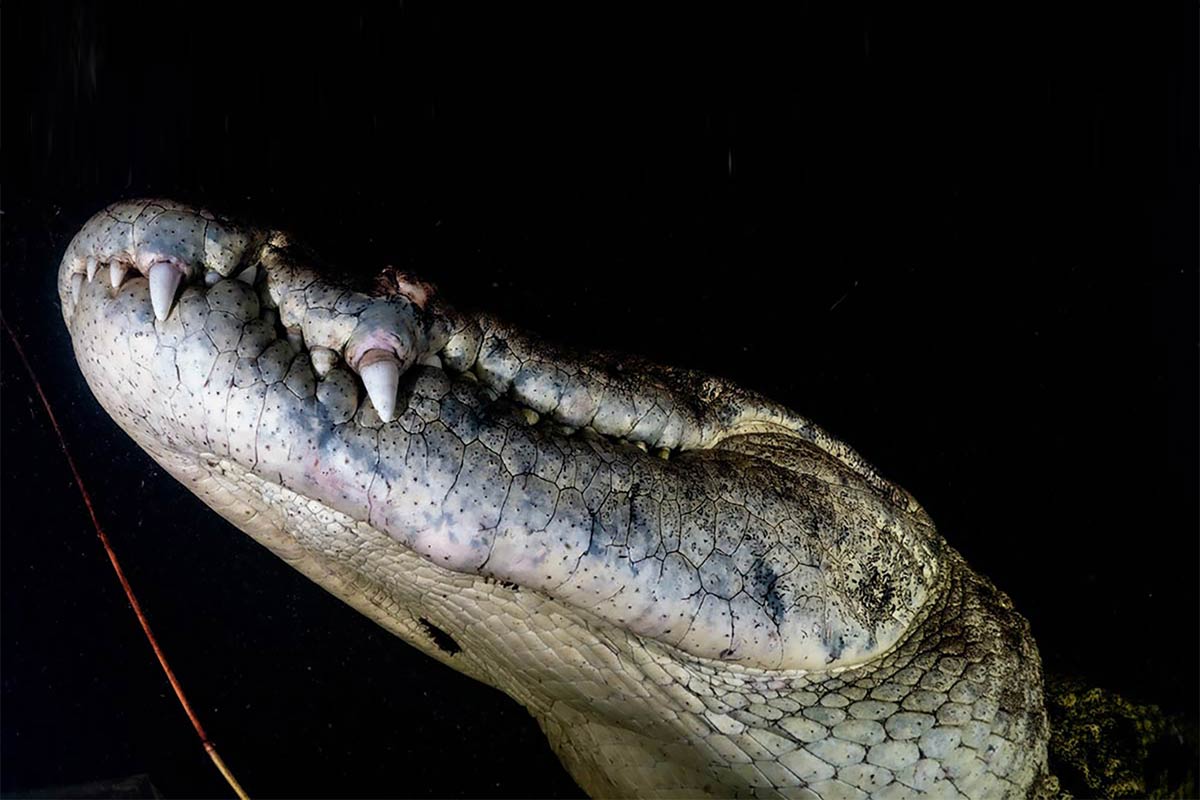 croc_289369390.jpg