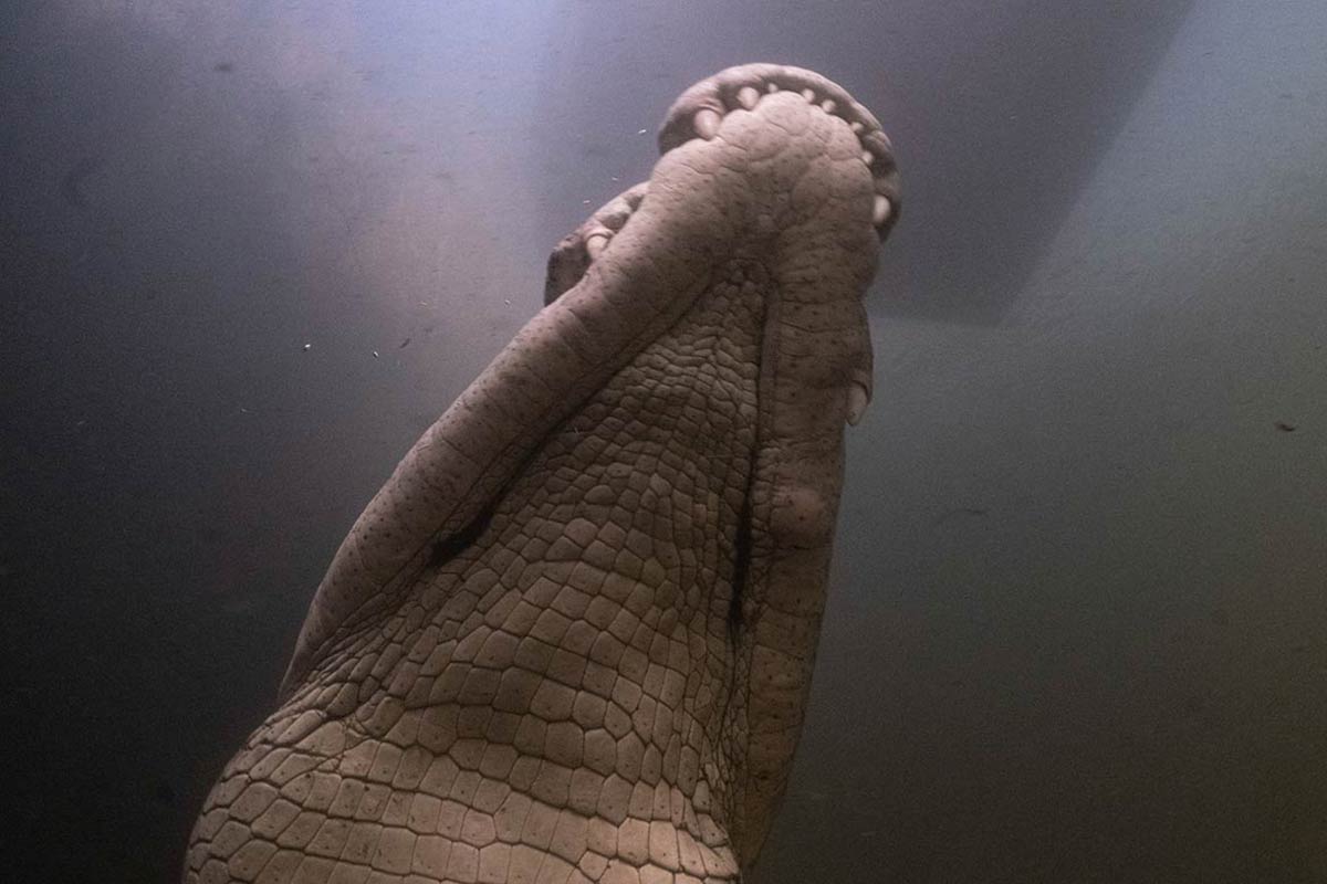 croc_289428395.jpg