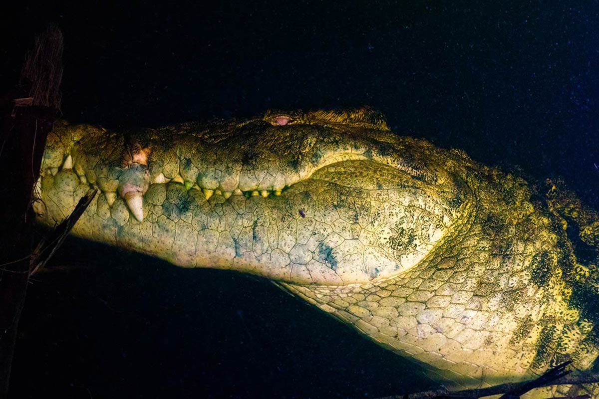 croc_289445644.jpg