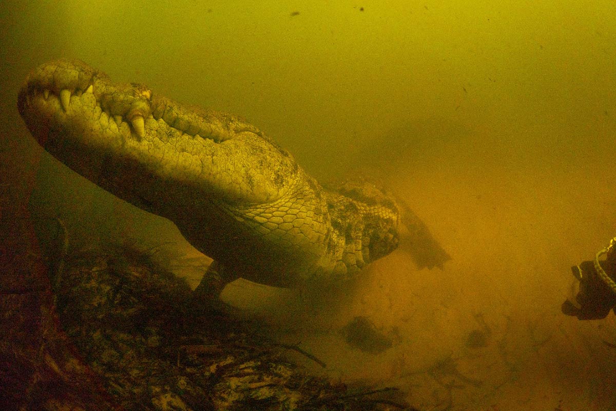 croc_289570276.jpg