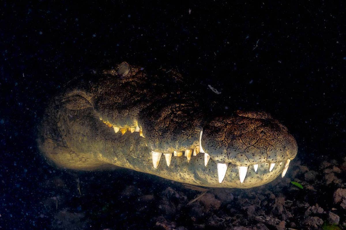 croc_289576517.jpg
