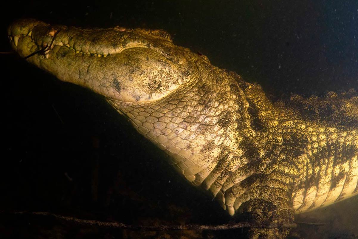 croc_289687130.jpg