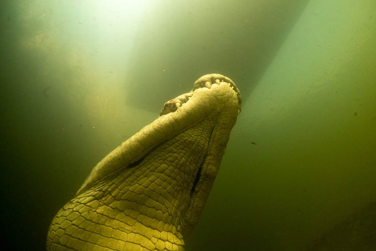 croc_289691230.jpg