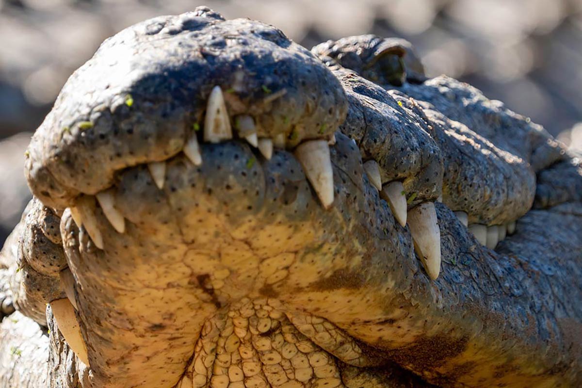 croc_356921535.jpg