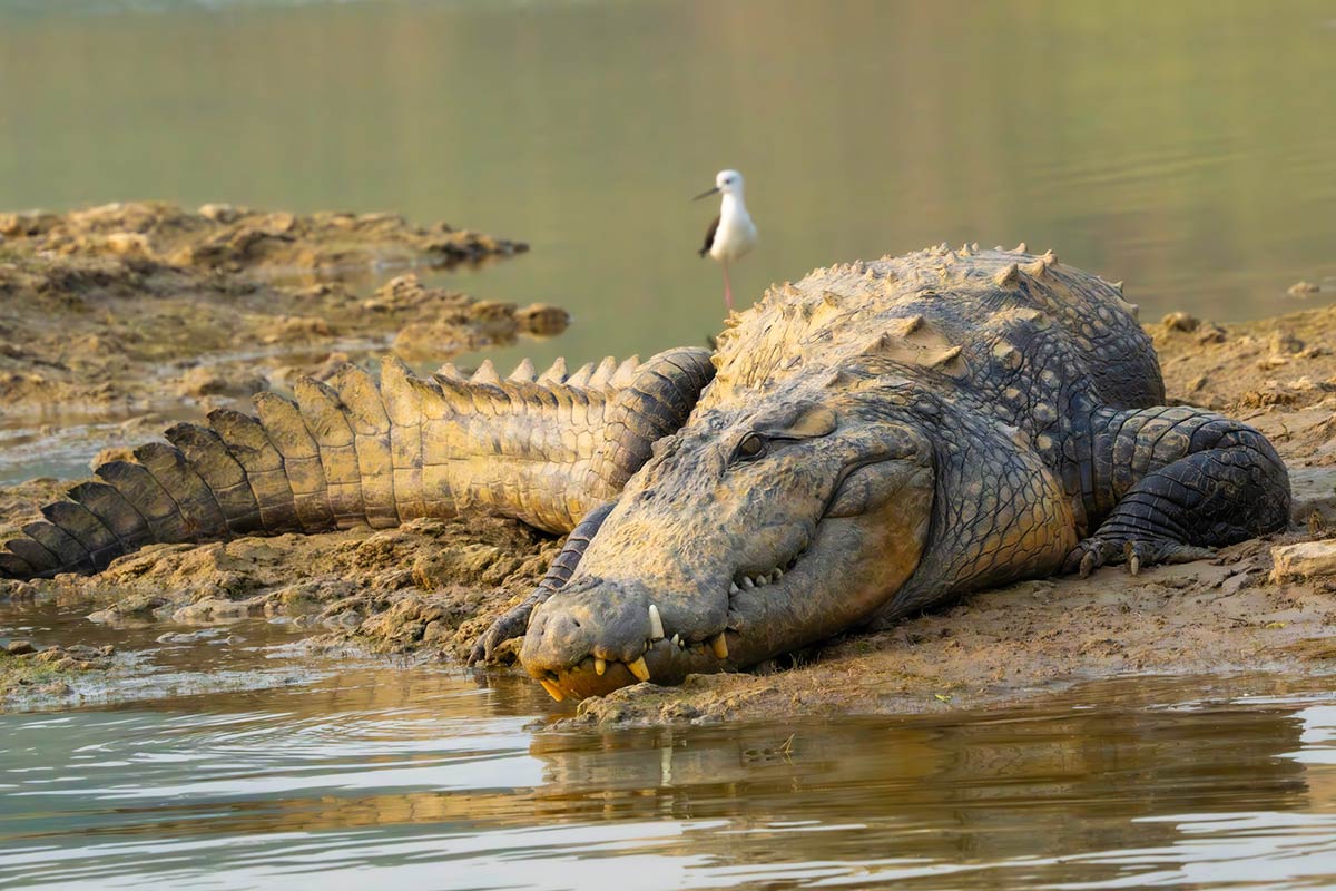 croc_417902521.jpg