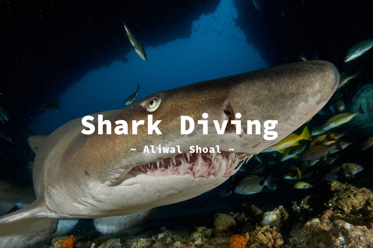 Shark Diving Aliwal Shoal