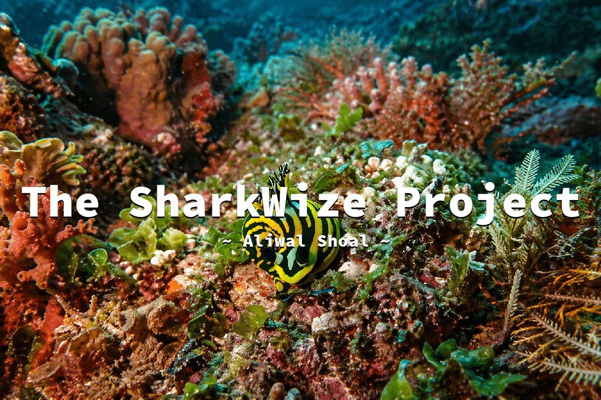 Sharkwize Project Research in Aliwal Shoal