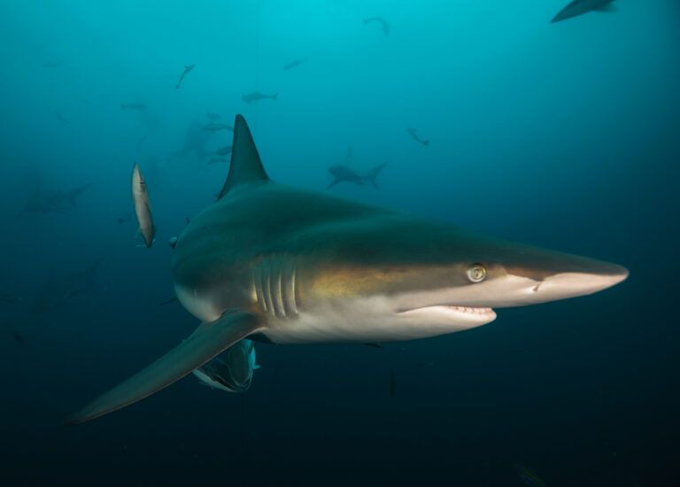 Shark Dives