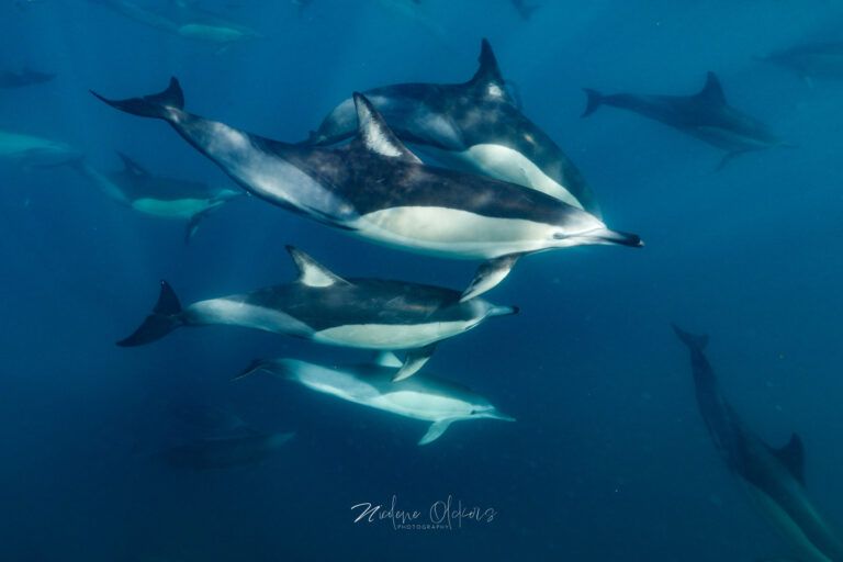 Sardine Run